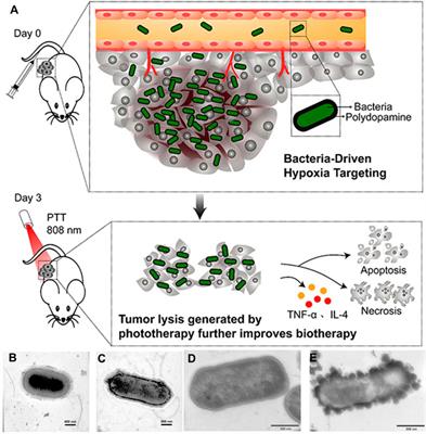 Recent advances in bacteria-mediated cancer therapy
